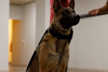 Bir odada köpek
