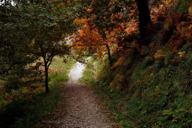 Şehir parkında sonbahar