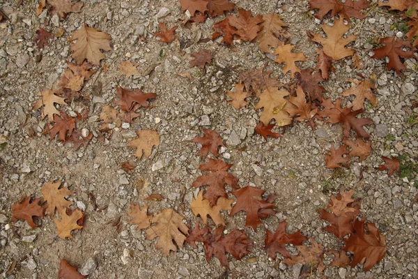 Stadtpark Einem Herbsttag — Stockfoto