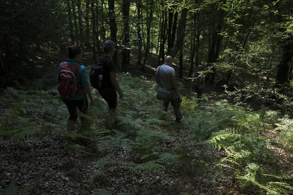 Wandern Wald — Stockfoto