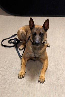 Bir odada köpek