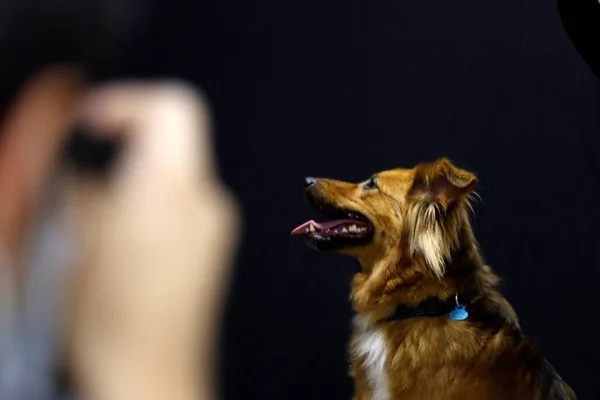 Hond Een Kamer — Stockfoto