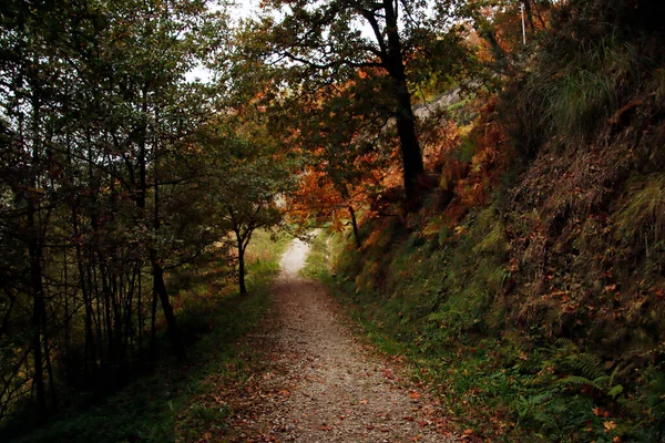 Wald Einem Herbsttag — Stockfoto