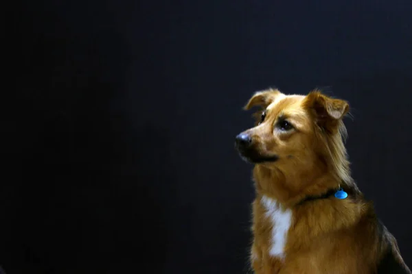 Hond Een Studio — Stockfoto