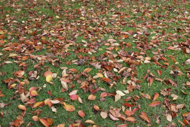 Bir sonbahar gününde şehir parkı
