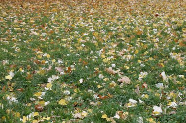 Bir şehir parkında bitki örtüsü