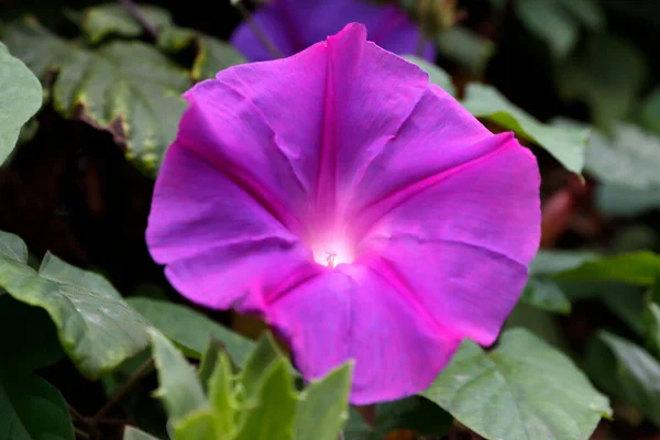 Flor Jardín — Foto de Stock