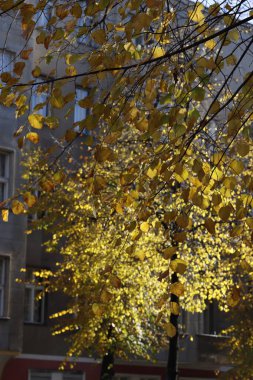 Berlin parkında sonbahar