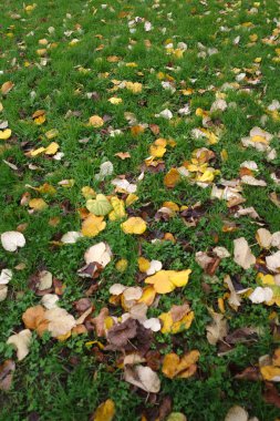 şehirde sonbahar renkleri