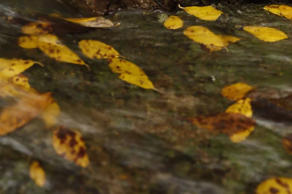 Giornata Autunnale Piovosa Nel Parco — Foto Stock