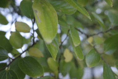 Bir şehir parkında bitki örtüsü