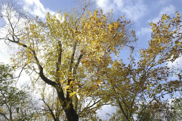 Herfst Het Park — Stockfoto