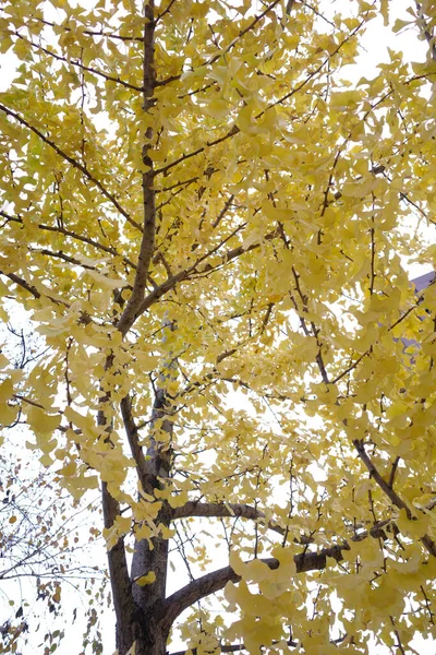 Herfst Het Park — Stockfoto