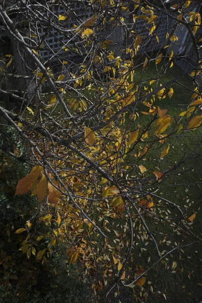 Kolory Jesieni Mieście — Zdjęcie stockowe