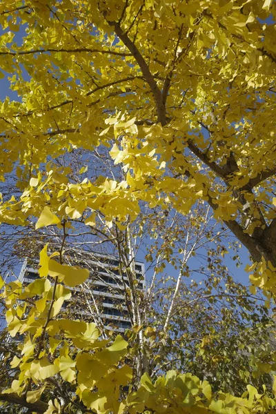 Herbstfarben Der Stadt — Stockfoto