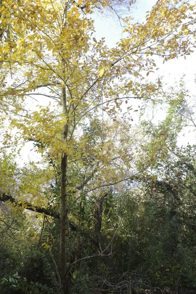 Herbsttag Park — Stockfoto