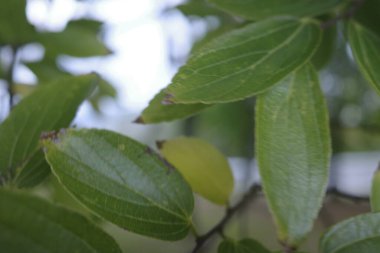 Parkta sonbahar günü