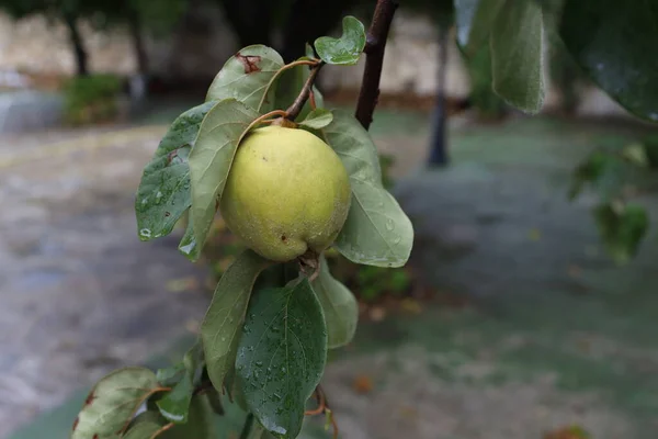 Bir Ağaçta Meyve — Stok fotoğraf