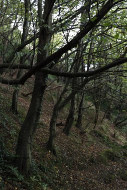 Kentsel bir çevrede bitki örtüsü