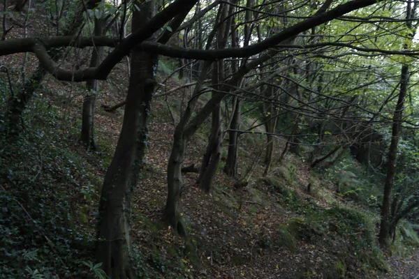 Kentsel bir çevrede bitki örtüsü