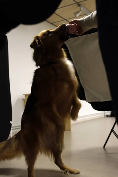 Собака Студії — стокове фото