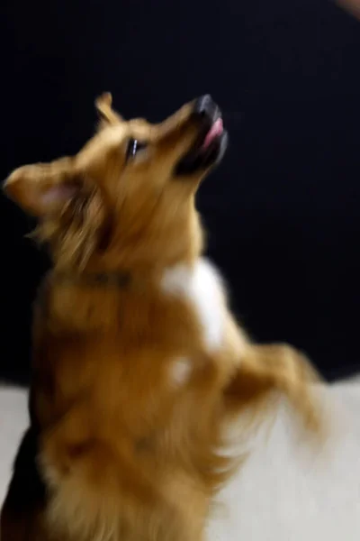 スタジオの犬 — ストック写真