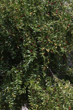 Parkta bitki örtüsü