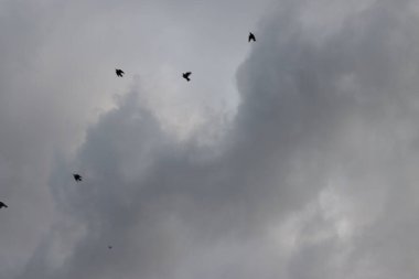 Akşamları kuş sürüsü