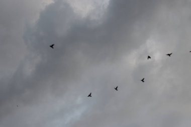 Akşamları kuş sürüsü