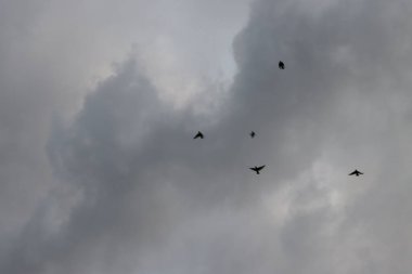 Akşamları kuş sürüsü