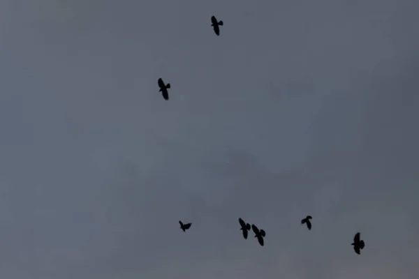 Bird Flock Evening — Stock Photo, Image