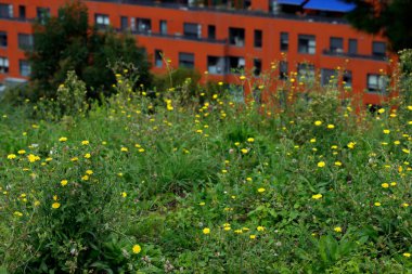 Kentsel bir çevrede bitki örtüsü