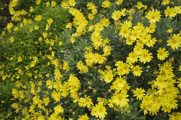 Sárga Virágok Kertben — Stock Fotó