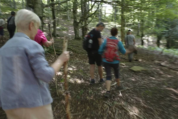 Détente Dans Les Bois — Photo