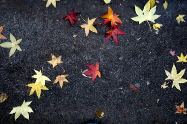 Sonbahar yaprakları yerde.