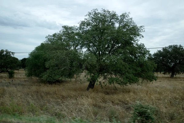 Träd Landsbygden — Stockfoto