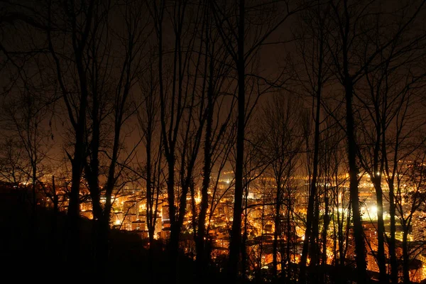 Bäume Der Nacht Einer Städtischen Umgebung — Stockfoto