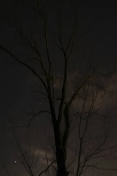 Arbre Dans Une Nuit Hiver — Photo