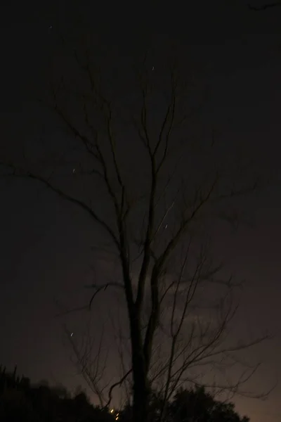 Strom Zimní Noci — Stock fotografie