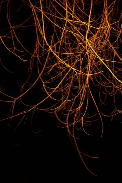 Drzewa Miejskim Parku Nocą — Zdjęcie stockowe