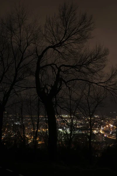 Kışın bir şehir parkında ağaçlar