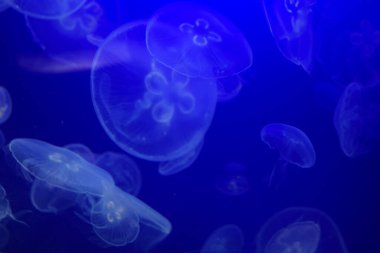 jöle balık bir akvaryum