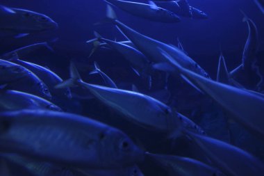 Akvaryumdaki balıklar