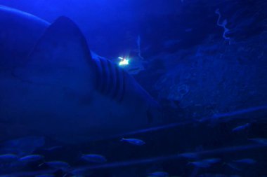 Akvaryumda suda yaşam