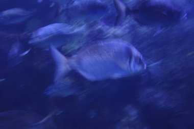 Akvaryumdaki balıklar