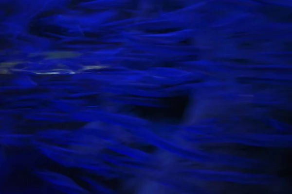 Риба Акваріумі — стокове фото
