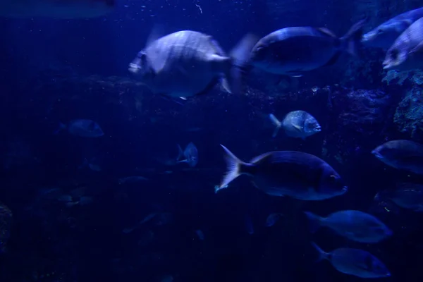 Fisk Akvarium — Stockfoto