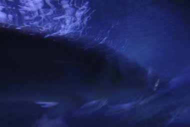 Akvaryumdaki balıklar