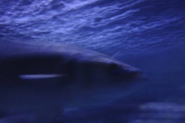 Akvaryumdaki balıklar