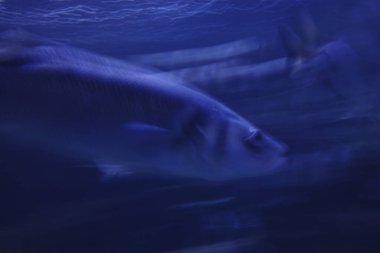 Akvaryumdaki balıklar